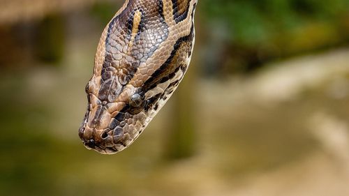 Sute de participanți la un concurs de ucis pitoni în Florida, cu premii de până la 30.000 de dolari/ Șerpii uriași, cea mai mare amenințare pentru speciile locale