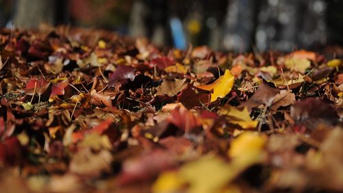 Vreme neobișnuit de caldă, joi, în Capitală / Vor fi până la 28 de grade Celsius