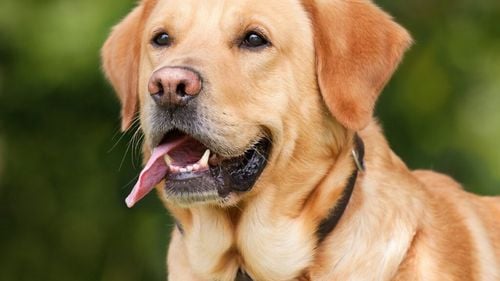 Biologul Lluis Montoliu zguduie lumea științei: „Labradorul este un câine autist, un model pentru sindromul Williams”