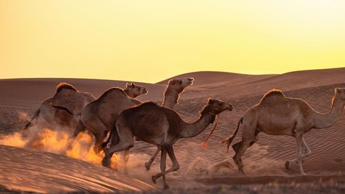 Mai mult de o cincime din speciile de animale migratoare sunt amenințate cu dispariția din cauza vânătorii sau pescuitului / Pierderea habitatului a afectat până la 75% din specii (raport ONU)