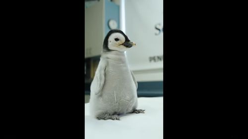 VIDEO Un pui de pinguin imperial a eclozat la Sea World San Diego, pentru prima dată în ultimii 13 ani