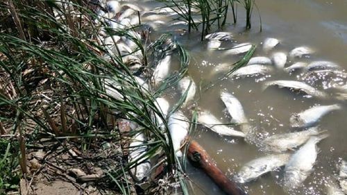 Poluare gravă, în județul Bihor: peste 150 de kilograme de peşti morţi / S-au scurs dejecţii menajare prin canalizarea pluvială într-un pârâu
