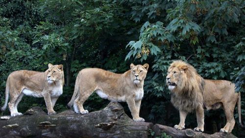 Grădina zoologică din Amsterdam renunță la leii pe care îi găzduia, din cauza problemelor financiare generate de pandemie / Cei trei lei vor fi transferați în Franța
