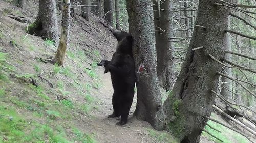 VIDEO ”Scărpinătoarea” urșilor, pe traseu marcat / Imagini cu urșii din Parcul Național Piatra Craiului amintesc de animațiile cu Baloo
