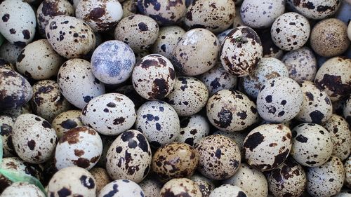 Comisia Europeană îndeamnă insistent România să aplice în mod corect normele UE privind igiena produselor alimentare. Încălcarea vizează carnea de vânat, peştele sălbatic capturat şi ouăle de prepeliţă
