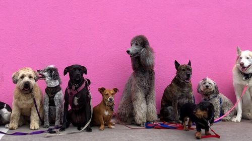 Ți-ai pierdut câinele de sărbători? Recomandările ASPA: Ce pot face persoanele ale căror patrupede nu sunt microcipate