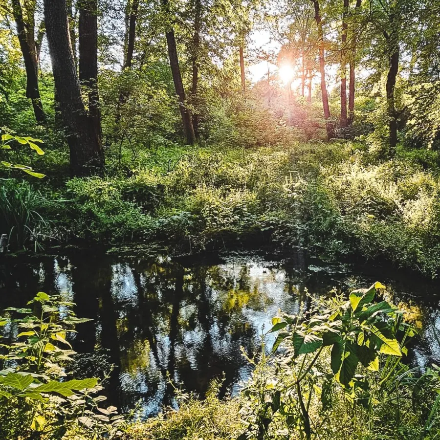 Centura verde, pădure urbană, natură