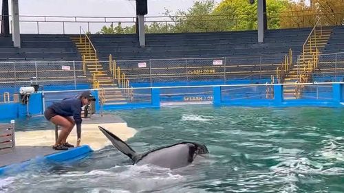 Statele Unite: Orca Lolita va fi eliberată în ocean după mai bine de 50 de ani de captivitate