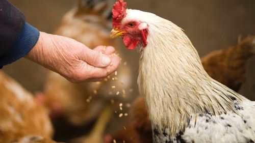 SUA şi statele europene se gândesc să îşi vaccineze muncitorii expuşi la gripa aviară: "Toate eforturile noastre trebuie să se concentreze pe prevenirea acestor cazuri"