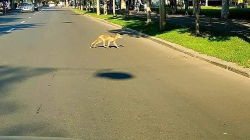 VIDEO O vulpe care se strecurase într-o mașină din Cluj a fost prinsă de jandarmi și lăsată în pădure