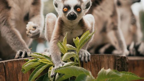 Victorie împotriva traficului de animale: Aproape 1.000 de lemuri și țestoase vor fi repatriate în Madagascar/  Animalele periclitate au fost aduse de braconieri în Thailanda