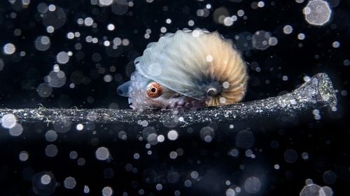 Un fotograf amator a câștigat premiul Ocean Photographer of the Year / În imagine, un argonaut plutind în derivă pe resturi oceanice