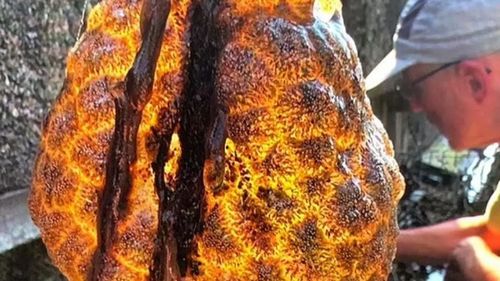 Prezența unor "ouă străine" ciudate apărute în râuri alertează Europa / Ecologiștii s-au temut că sunt ”saci de ouă extraterestre”/ Ce sunt de fapt coloniile gelatinoase și ce spun ele despre calitatea apei