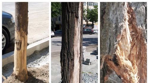 Garda de Mediu a amendat cu 50.000 de lei firma care reabilitează bulevardele din Constanța pentru că a mutilat copacii
