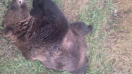 O ursoaică şi doi pui, ucişi de tren în Covasna / Al treilea ursuleţ a fost transportat la un centru pentru orfani