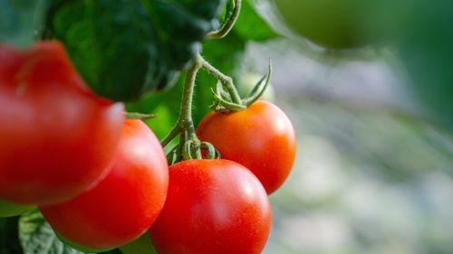 Washingtonul va impune taxe vamale de 21% asupra roşiilor mexicane / Aproape tot exportul mexican de tomate merge către SUA