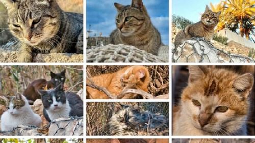Insula superbă din Europa cu mai multe pisici decât locuitori. Este atât de mică încât o explorezi într-o zi / Farmecul orășelului e copleșitor