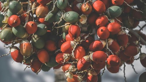 Dinți vechi de 4.000 de ani dezvăluie secretul celei mai vechi substanțe psihoactive: nucile de betel