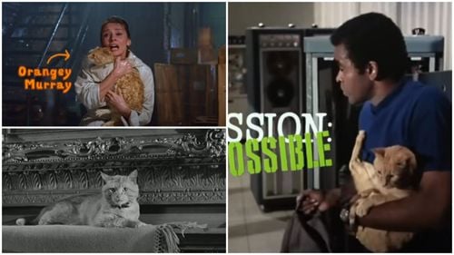 VIDEO | Secretele surprinzătoare din spatele filmelor cu pisici: Cum sunt dresate felinele actori și cine este cu adevărat Orangey Murray, pisica cu o carieră bazată pe minciună