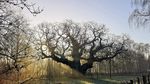 A murit stejarul care l-a ascuns pe Robin Hood / Stejarul Major (Major Oak), arborele secular din pădurea Sherwood, ar fi fost afectat de compactarea solului, provocată de fluxul uriaș de turiști