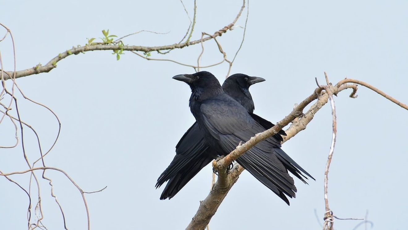 Primăria Lugoj cere ajutorul altor orașe din țară pentru a scăpa de ciori și porumbei / Primar: ”Ce lasă în urmă reprezintă un adevărat dezastru. Băncile, locurile de joacă și aleile sunt pline de excremente”