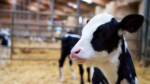 Vot final pentru viitoarele fonduri UE în agricultură. România primește 21,6 miliarde euro. Fermele mici și mijlocii primesc minim 10% din totalul subvențiilor