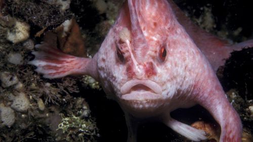 VIDEO Un exemplar rar de pește roz „cu degete”, endemic Australiei, a fost observat prima dată după 22 de ani în largul coastei Tasmaniei