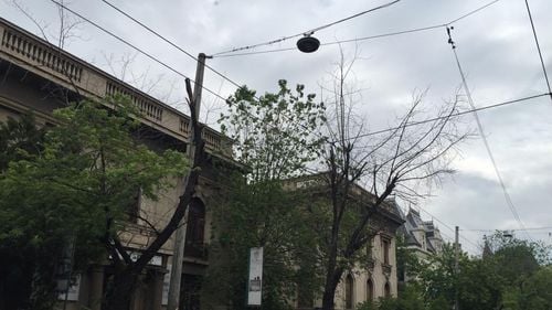 Clotilde Armand a blocat garanţia de bună execuţie pentru două asocieri de firme acuzate că au plantat arbuşti care s-au uscat / Acţionarul uneia dintre firme, implicat şi în afacerea “Mobilier urban”, vizată de DNA