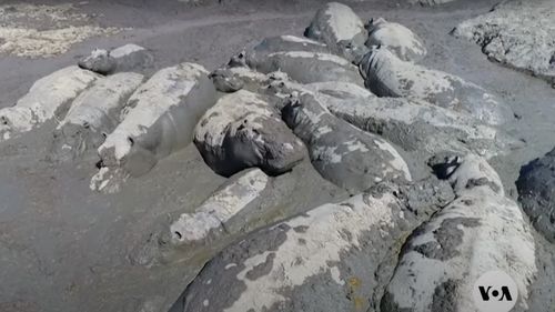 Secetă în Namibia: Cinci hipopotami au murit după ce au rămas blocaţi în noroi