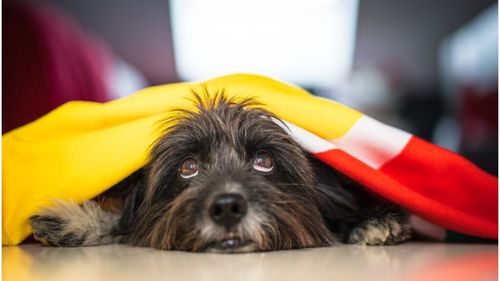 Cum îți pregătești animalul de companie pentru dezastre: Tot ce trebuie să știi pentru o evacuare în siguranță