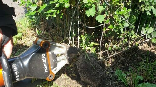 Un echipaj de descarcerare al ISU Cluj a salvat un arici rămas blocat într-un gard