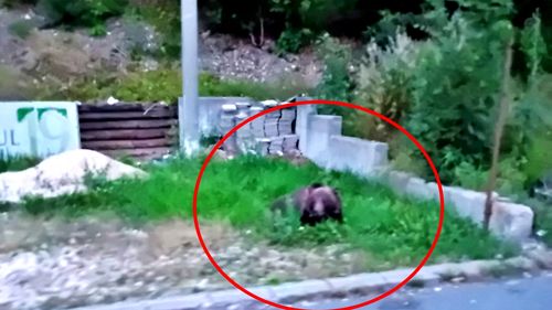 FOTO Urs semnalat în Bușteni pentru a doua seară consecutiv - sâmbătă la ora 21. Localnicii au primit din nou Ro-Alert