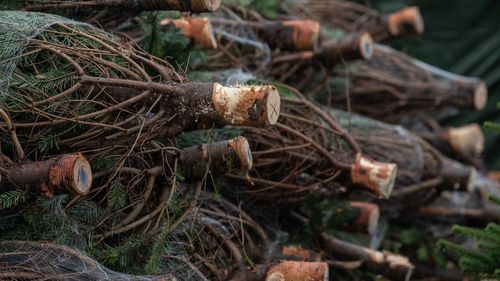 Pomi de Crăciun de la Romsilva doar pentru personalul silvic, în Caraș-Severin