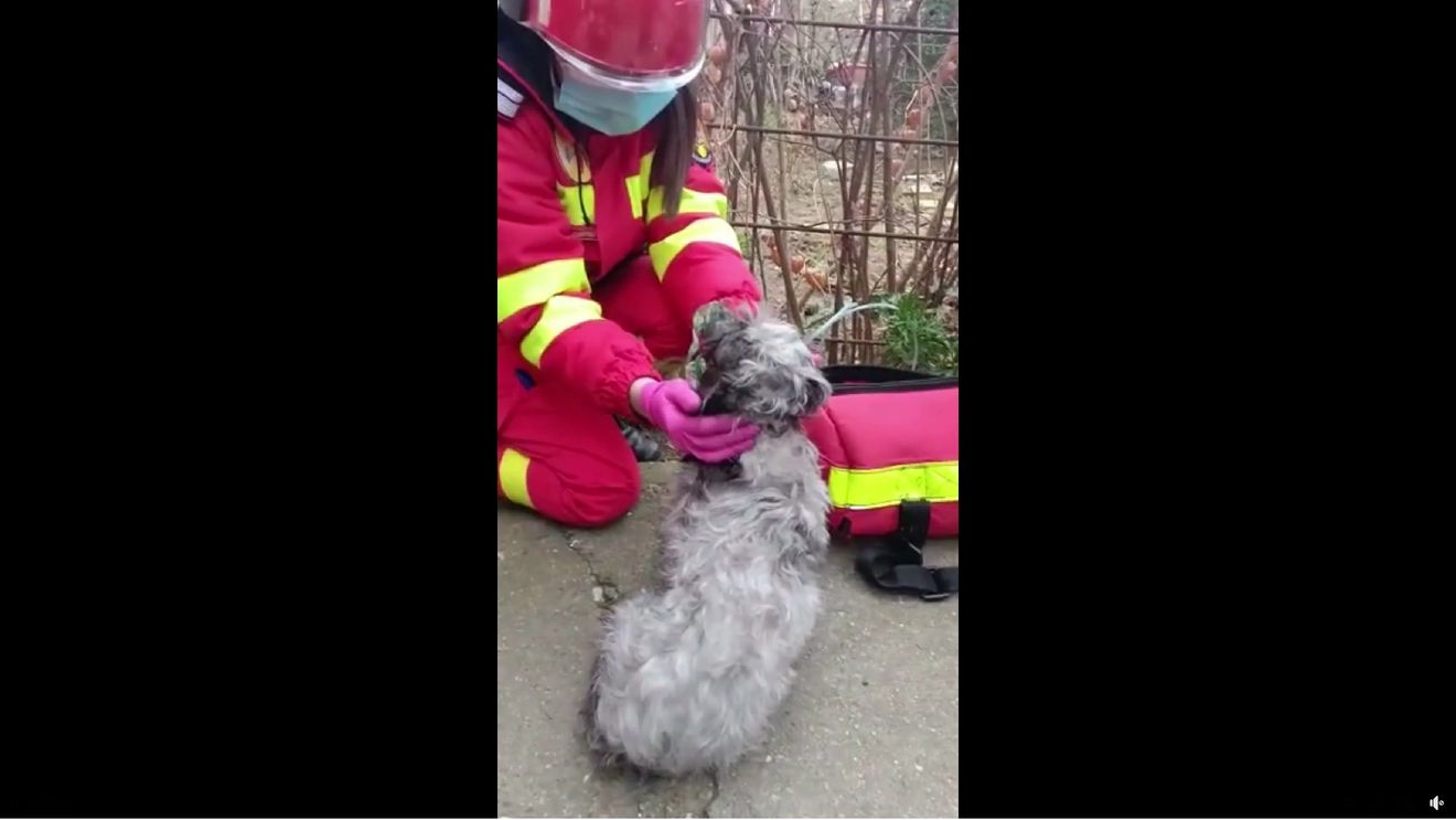 VIDEO Câine salvat de pompieri în urma unui incendiu izbucnit într-un apartament din Constanța / Patrupedului i s-a făcut masaj cardiac şi i s-a administrat oxigen pentru a-şi reveni