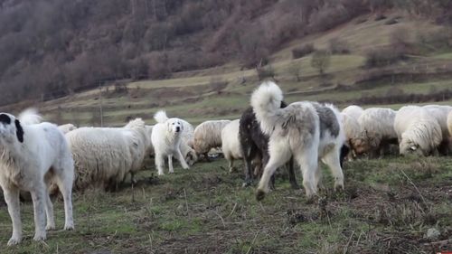 Cioban arestat preventiv în Arad după a furat câinii de pază de la fermele unde era angajat / Lui și altor doi complici li s-au deschis dosar pentru furt calificat