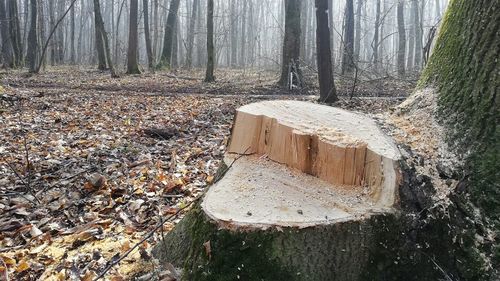 Cresc de 60 de ori amenzile date persoanelor fizice pentru distrugerea pomilor și a băncilor din parcurile bucureștene, dar amenzile maxime pentru firmele care taie copaci rămân neschimbate - proiect de hotărâre a primăriei