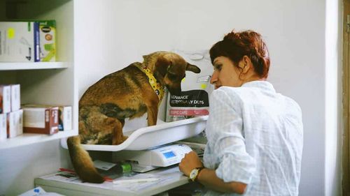 Un ONG se oferă să sterilizeze gratuit câinii Sindicatului Gărzii de Coastă, care a scris un pamflet despre soluția de a scăpa de maidanezii din curtea instituției: Scrie pe ei M..E PSD ca să îi ia rapid ministrul de Interne