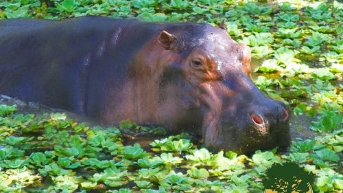 Transferul hipopotamilor invazivi lăsaţi moştenire de traficantul columbian Pablo Escobar va costa 3,5 milioane de dolari