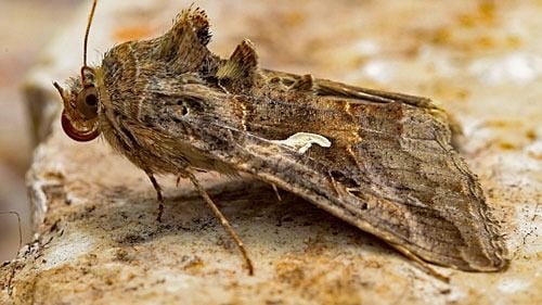 Fluturele migrator „Buha Gamma” prezent în România, inclusiv în orașe ca București, Brașov și Focșani: Dăunează culturilor, dar nu poate fi combătut cu insecticide / Fenomen sezonier / Nu există soluții omologate pentru combaterea lui în mediul urban