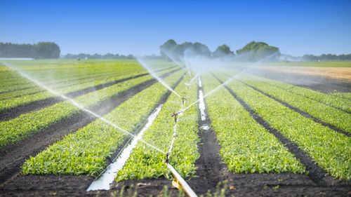 O organizație de fermieri din județul Ialomița primește peste 1,2 milioane de euro de la Uniunea Europeană pentru modernizarea infrastructurii de irigații / Apa este asigurată din Dunăre