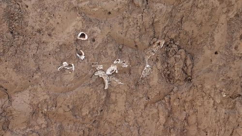 Peste 260 de schelete umane, descoperite în zona unde se va construi Spitalul 2 din Vaslui