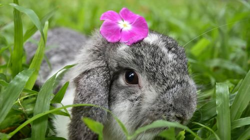 Cele mai neobișnuite tradiții de Paște de prin lume: Omletă uriașă, vrăjitoare, biciul norocos, răstigniri ritualice, vânătoare de iepuri și ouă rostogolite