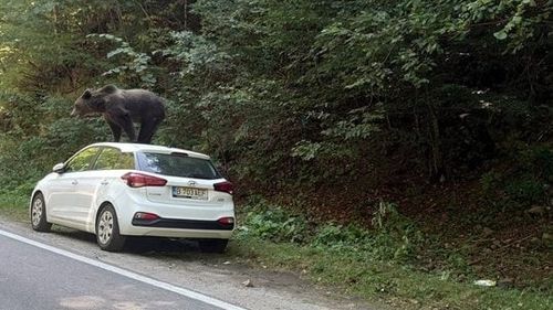Un urs s-a urcat pe o maşină, pe un traseu din Munţii Făgăraş