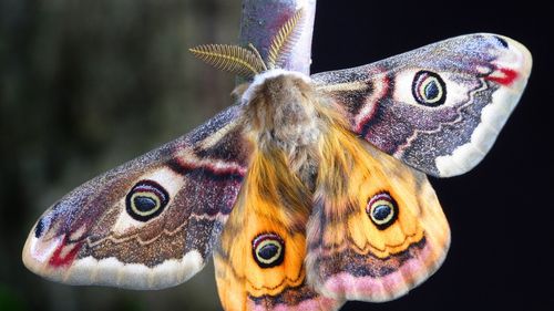 STUDIU De ce roiesc, de fapt, insectele în jurul luminilor artificiale/ Cum sunt zburătoarele induse în eroare de becuri și alte surse de lumină