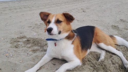 Viață de câine, aventuri cu Marta / Ep. 2: Marta și nea Marcel