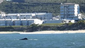 O balenă ucigașă, filmată în timp ce ucide un mare rechin alb în largul coastelor Africii de Sud