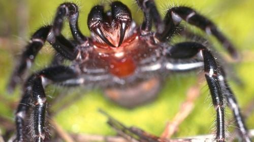 Studiu: Vietățile urâte nu primesc bani / Aproape 94% din speciile pe cale de dispariție nu au primit niciun sprijin în ultimul sfert de secol / 86% din fonduri le-au luat mamiferele