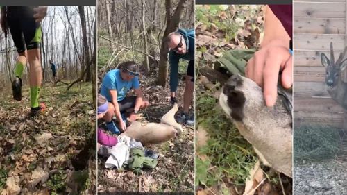 VIDEO Un grup de bicicliști a salvat un căprior dintr-o capcană cu laț pusă de braconieri în Pădurea Balotești de lângă București