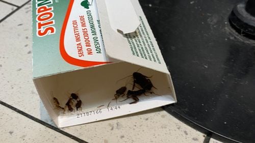 Produse expirate, tăvi ruginite și gândaci: Protecția Consumatorului a închis temporar raioane ale mai multor supermarketuri din Ploiești/ Amenzi date magazinelor Lidl, Profi sau Carrefour