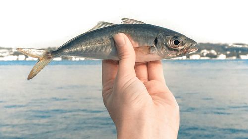 Consumul de pește mic te poate ajuta să trăiești mai mult, potrivit unui nou studiu din Japonia